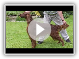 Vidéo de race de chien: Setter irlandais